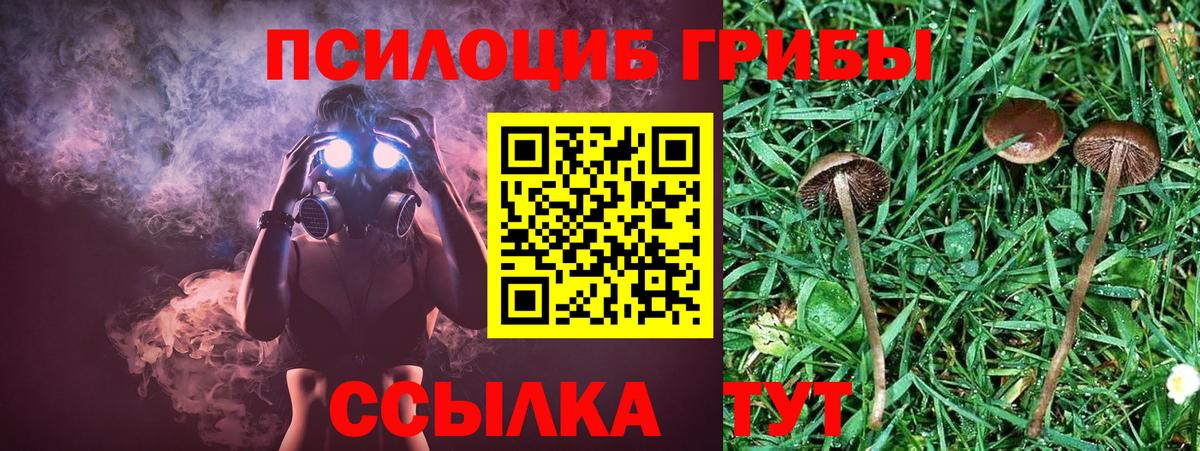 Галлюциногенные грибы Psilocybe  Вход с VPN  Дивногорск 